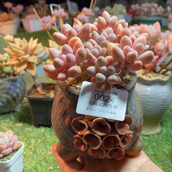 0024啊啊啊啊啊啊啊啊啊啊