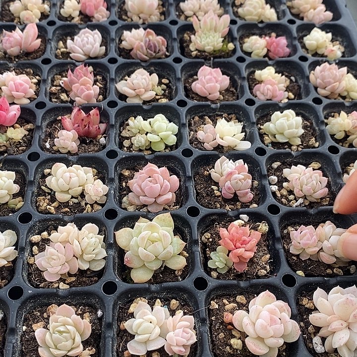 79 多肉植物盆栽花卉