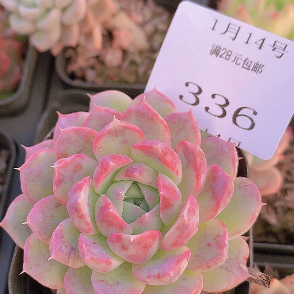 【闪购商品】云336