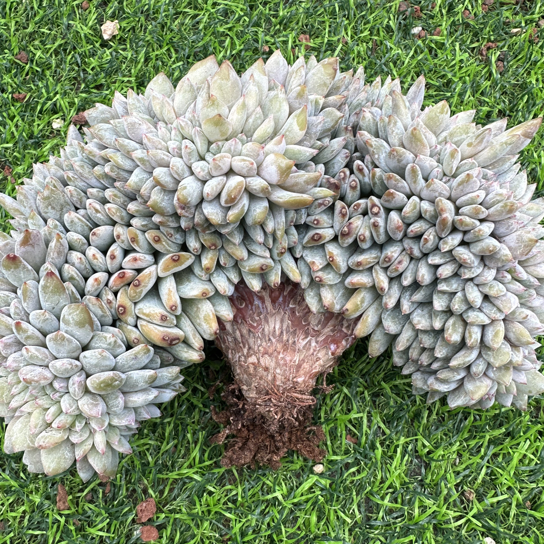 星影鸡腿v板缀化16cm
