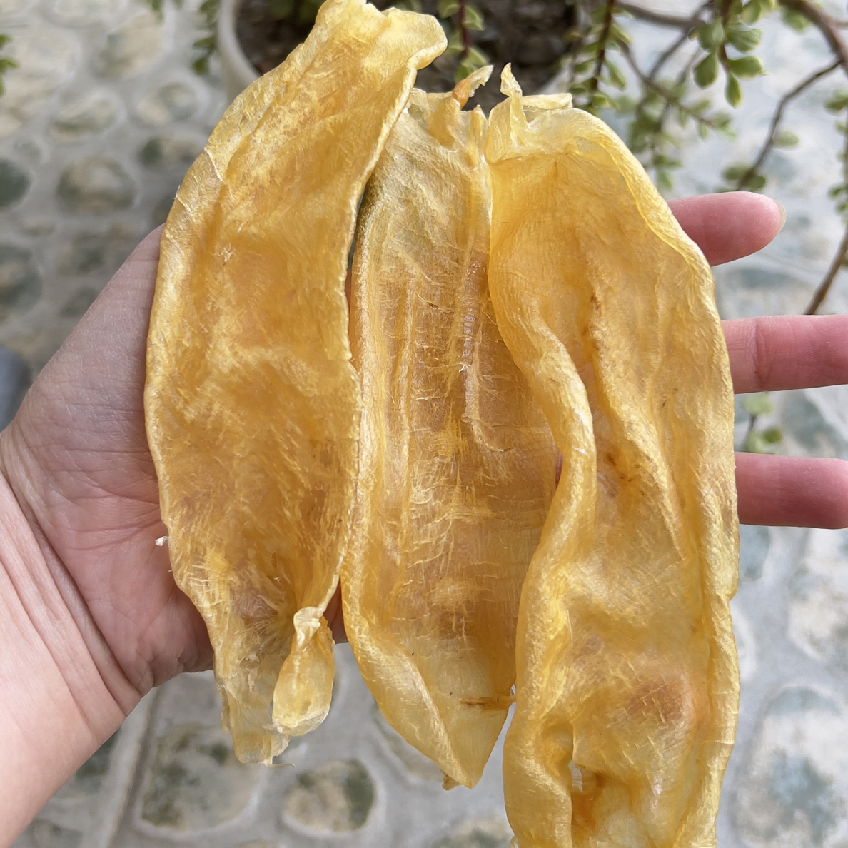 老佐罗条   一斤约40头左右