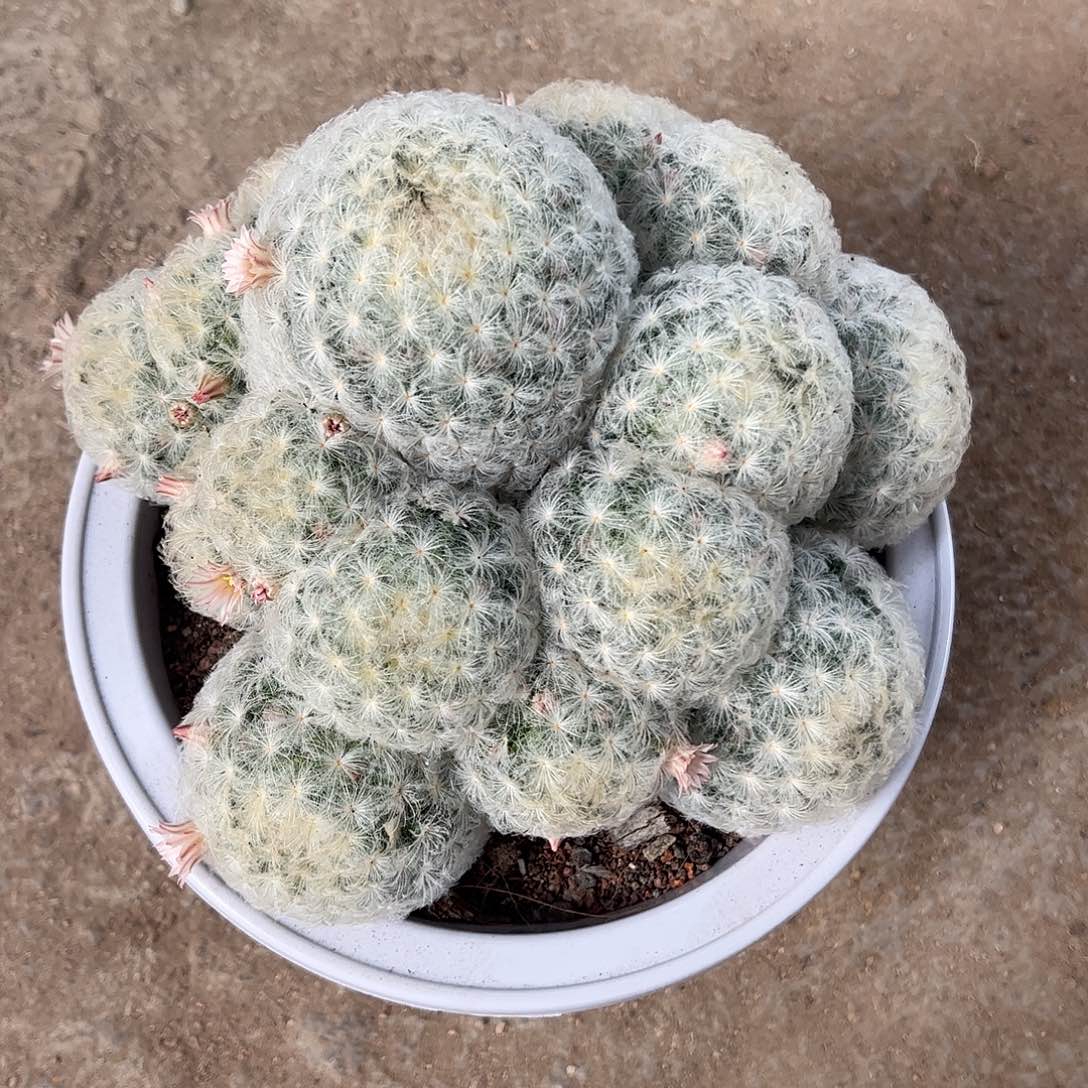 凤***欢实生白星一物一拍