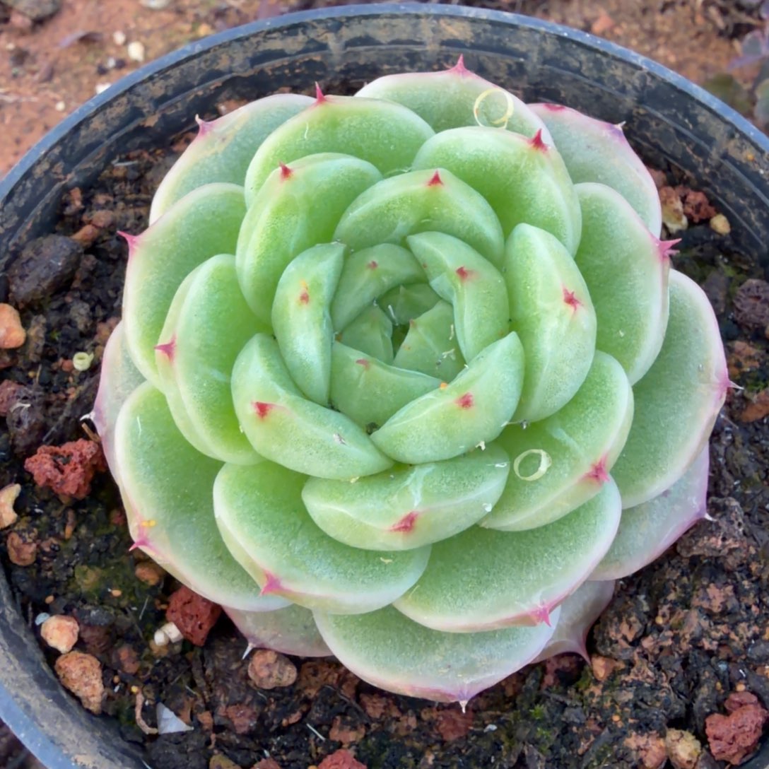 麦秆一颗一物一拍19-43