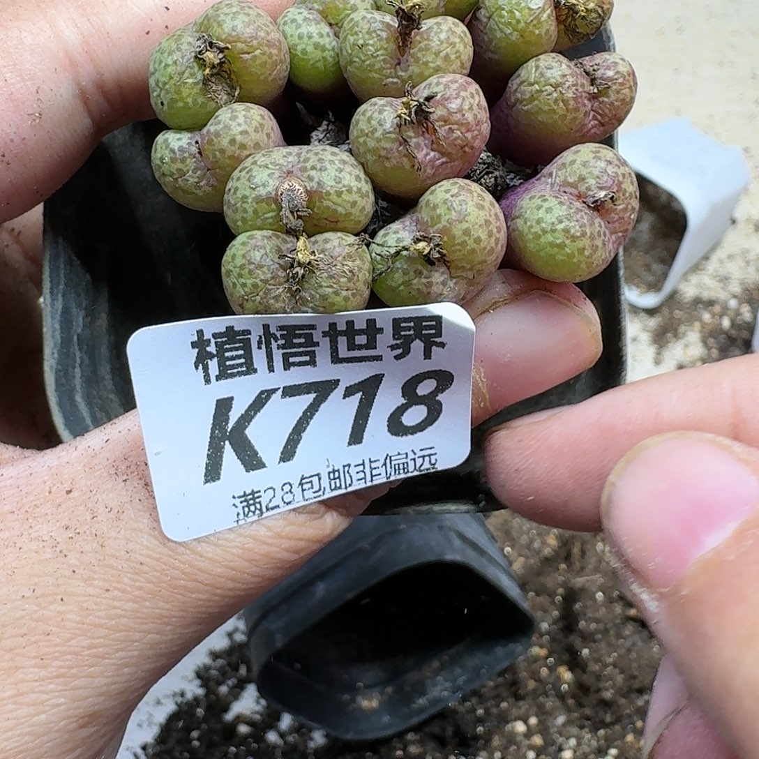 的润泽的人生ddxghj