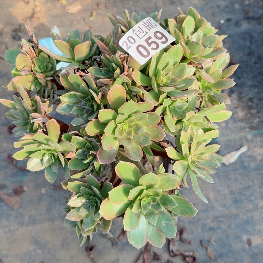 蛇女059满20包邮断枝不包