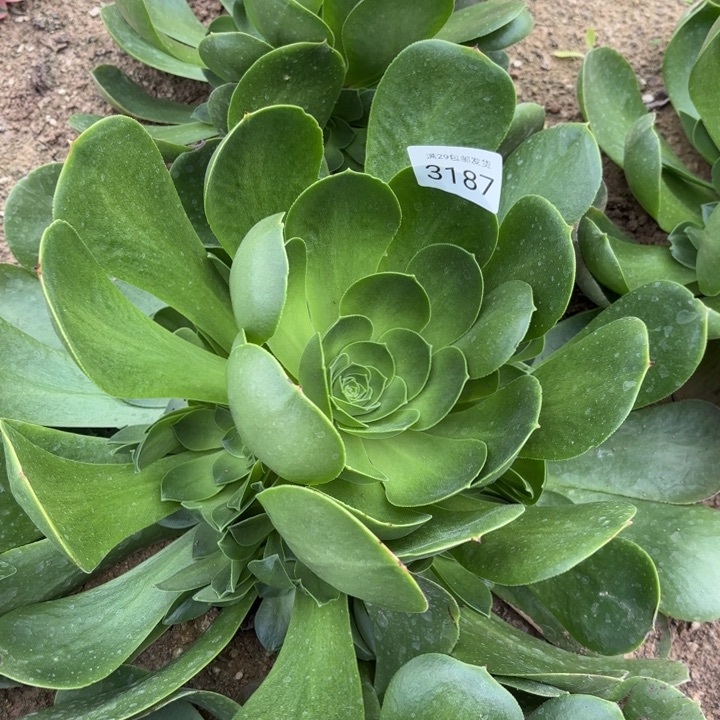 香炉盘法师多肉3187