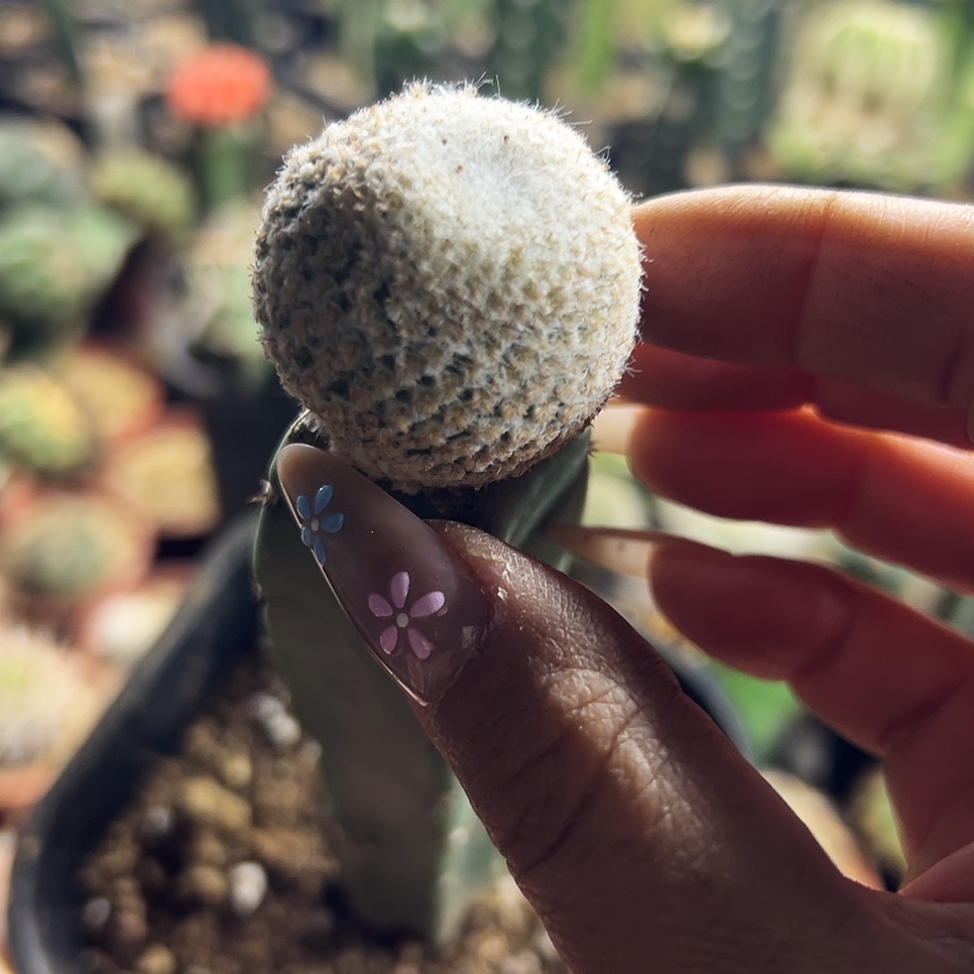 日系小白球仙人球111111111111