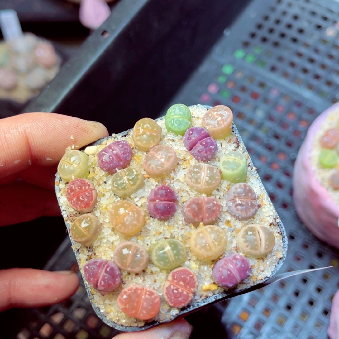 426生石花带盆发1