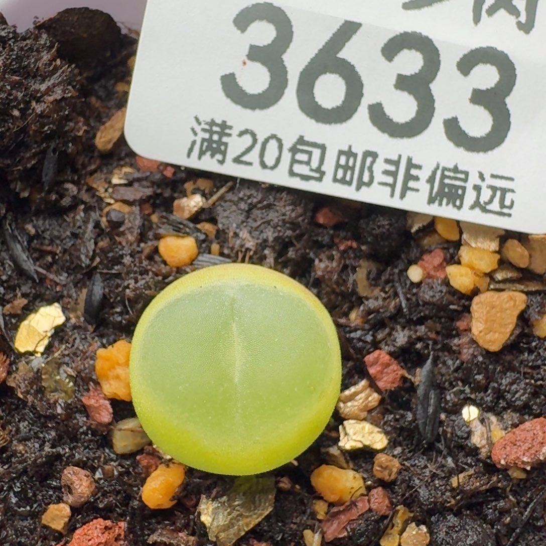 拉登1.3脱土 1200           