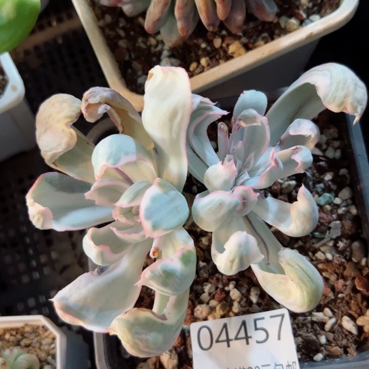 幸运的是我还没遇到过