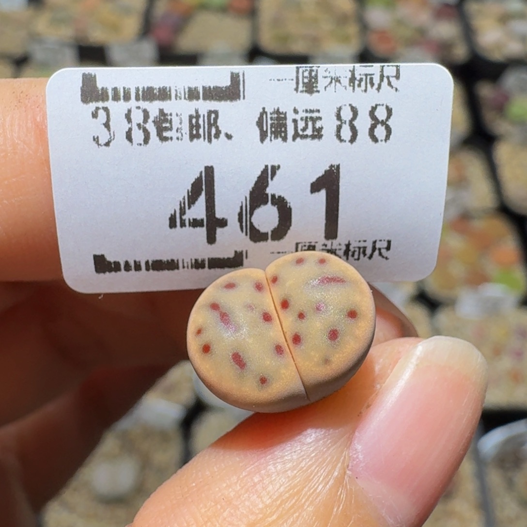 热***河Ssss精品生石花461
