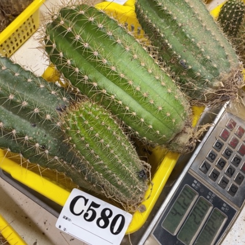 瑕疵的毛花柱c 580