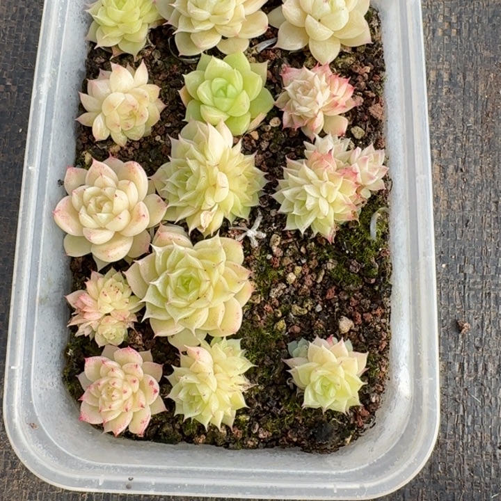 咚****162麦秆饭盒一组混搭