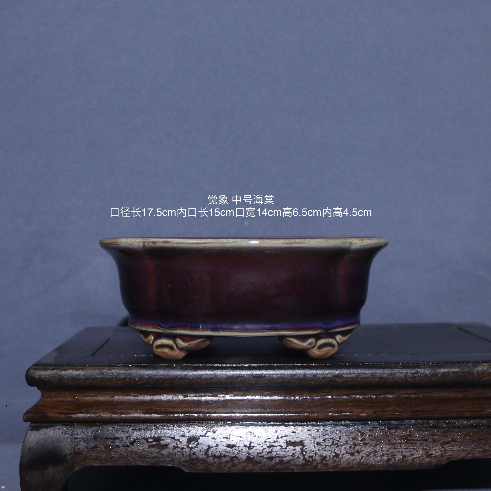 觉象中号海棠 一物一拍杜鹃多肉矮霸竹子盆景盆花盆