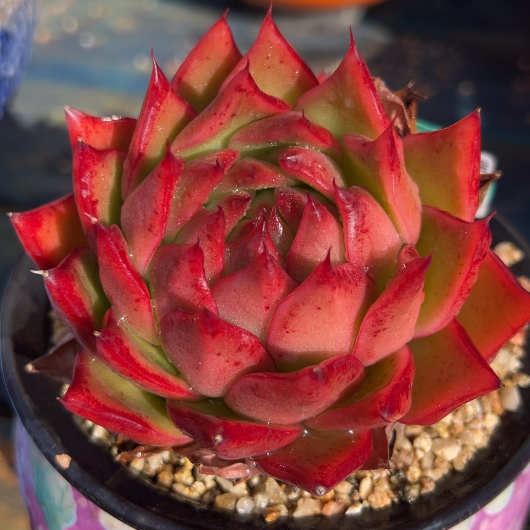 从前慢多肉精选编号0125.158