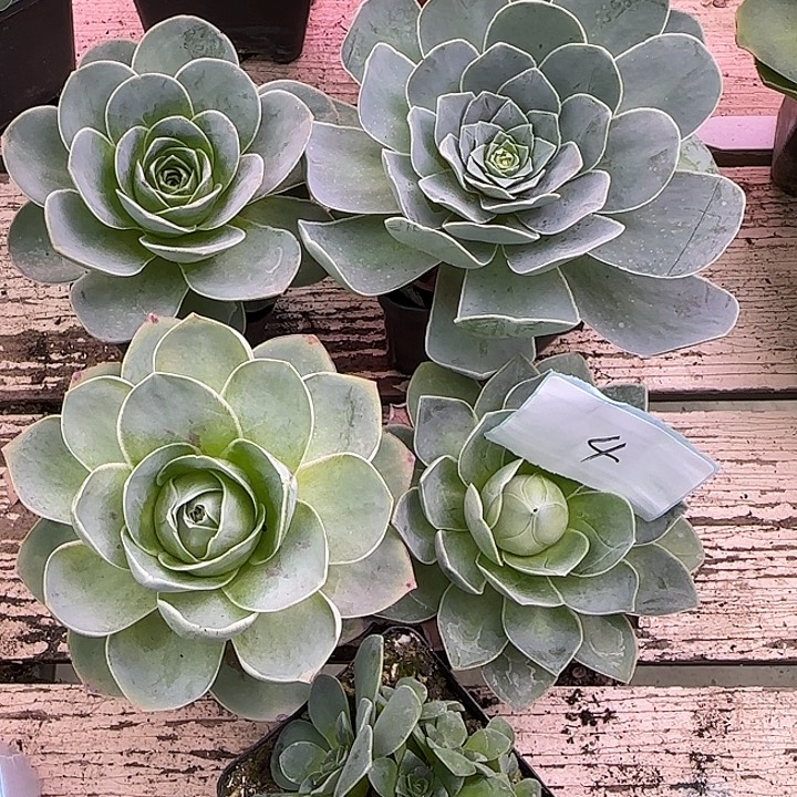 山地玫瑰，一物一拍，带盆发4号