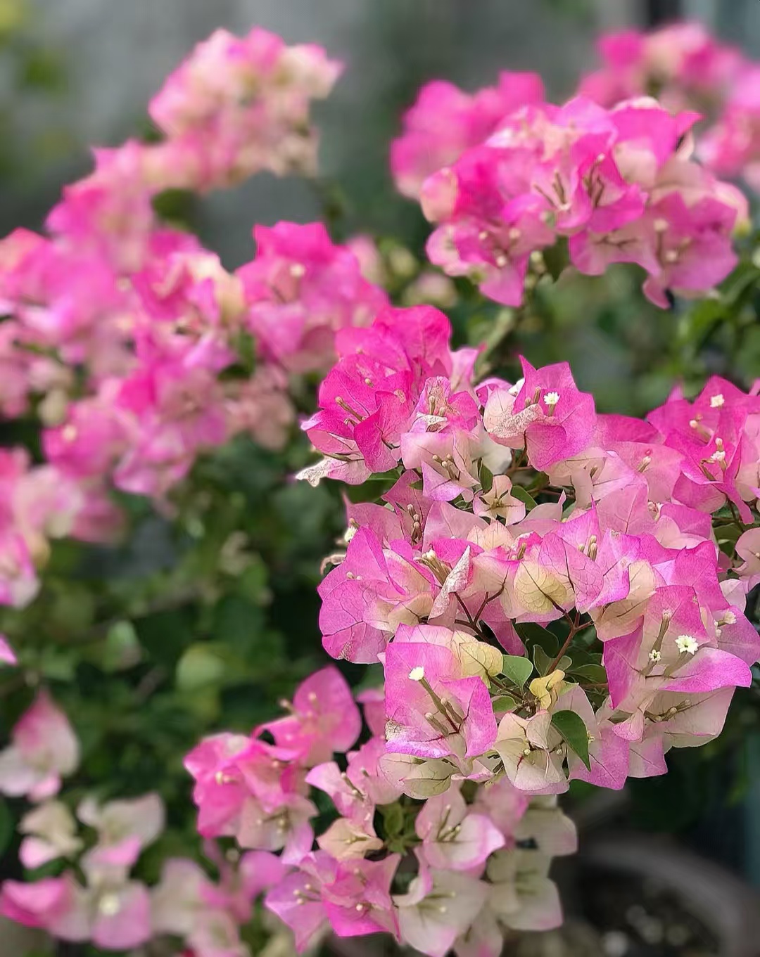 （绿樱）三角梅花卉四季开花勤花好养庭院可爬藤，云南昆明基地直发