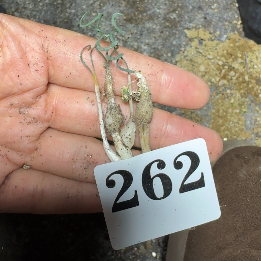 蚊香弹簧草一物一拍多肉