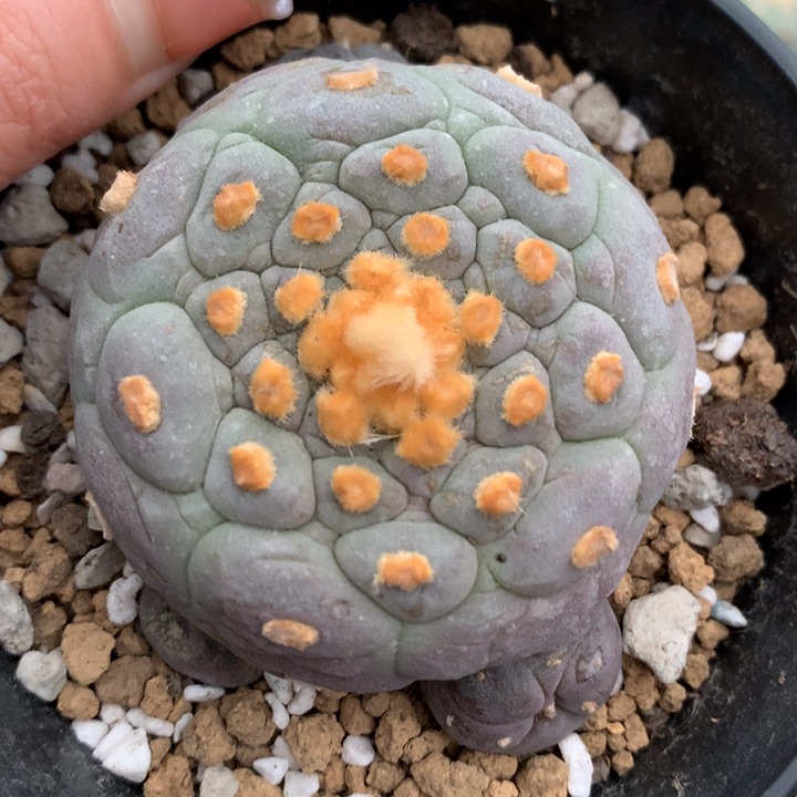 【闪购商品】实生实生实生