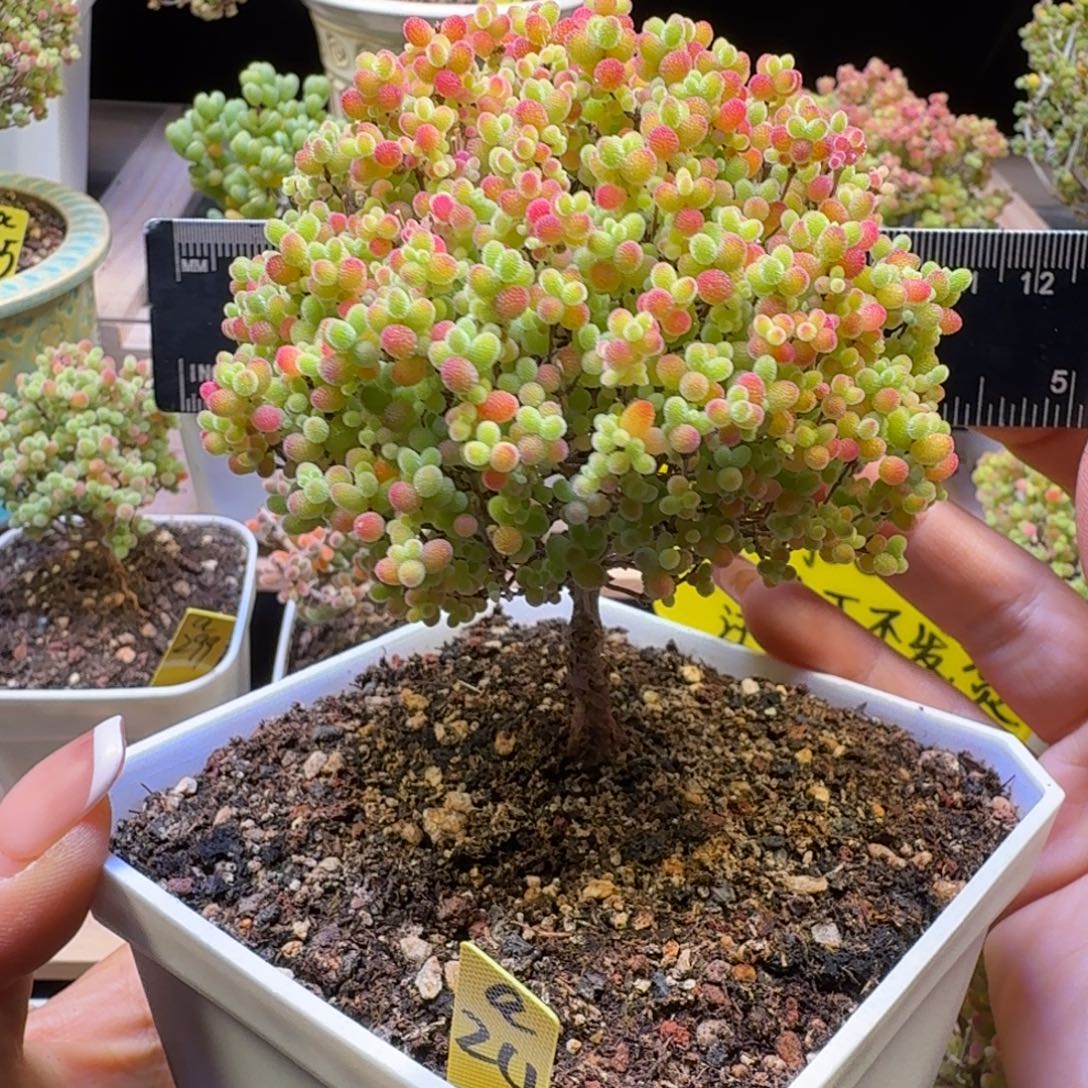 a24号蜜橘冠服9厘米左右