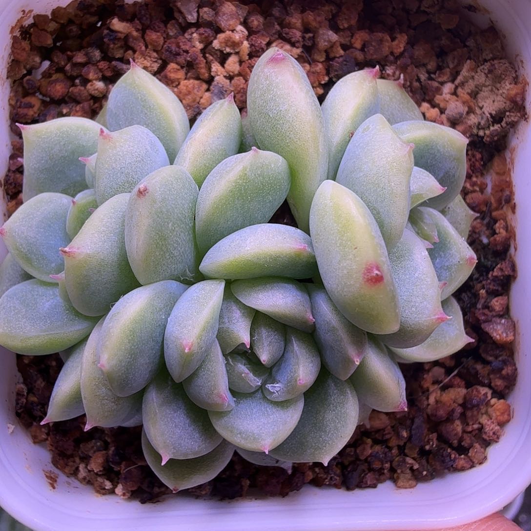 姐妹5群生一物一拍
