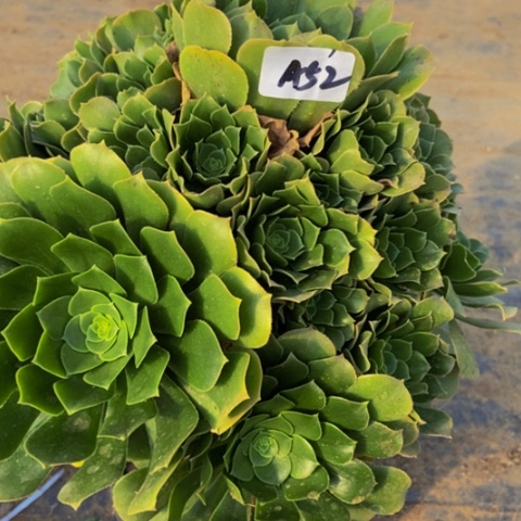 绿玫瑰多肉植物52多肉不包断