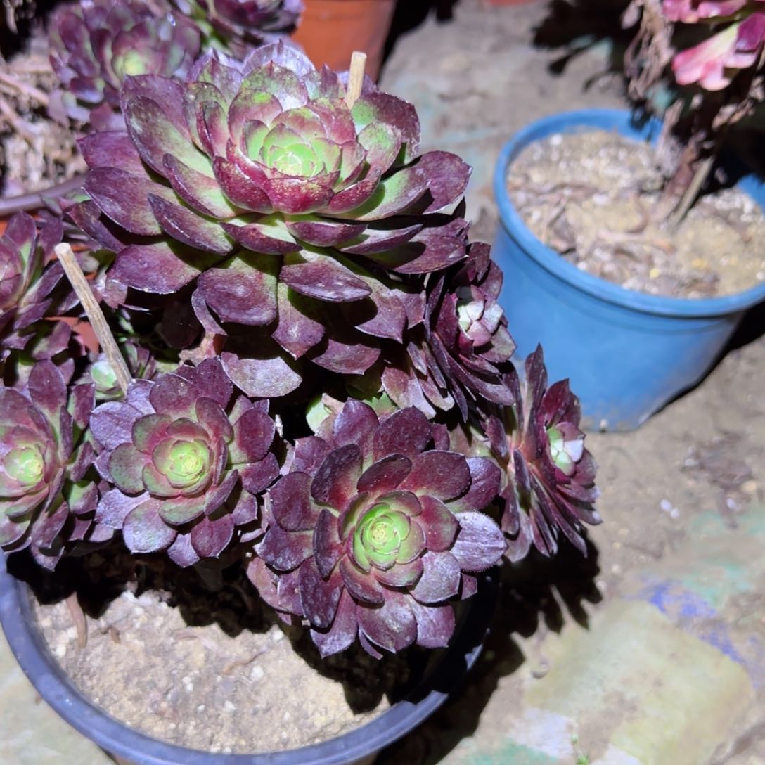 炽焰莲法师多肉647