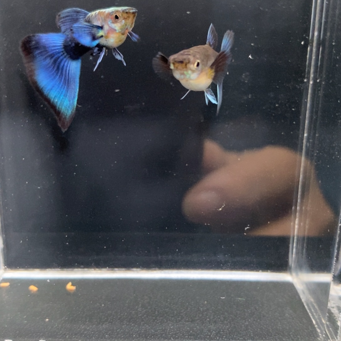 孔雀鱼亮背鸥翼蓝礼服一对