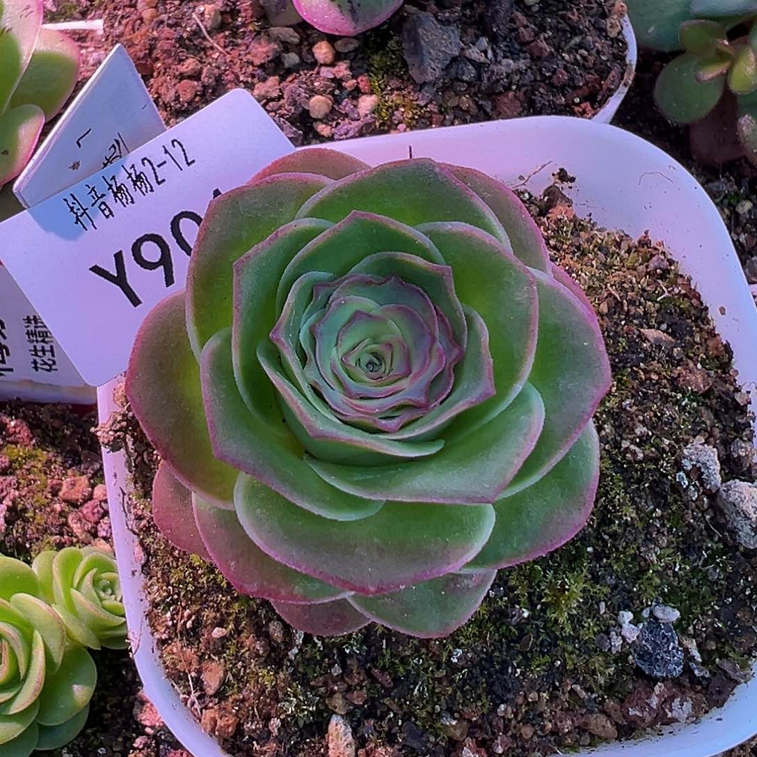 杨901 蕾丝mex各种 多肉