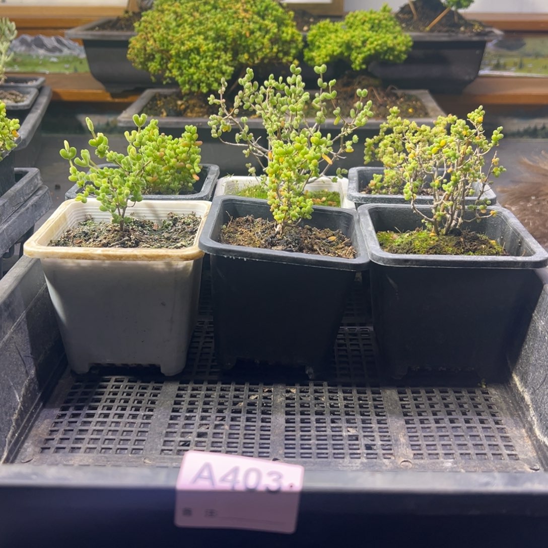 枝干番杏多肉植物403