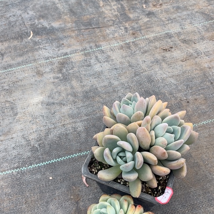 凉***薄奥普一颗三头冰玉一颗