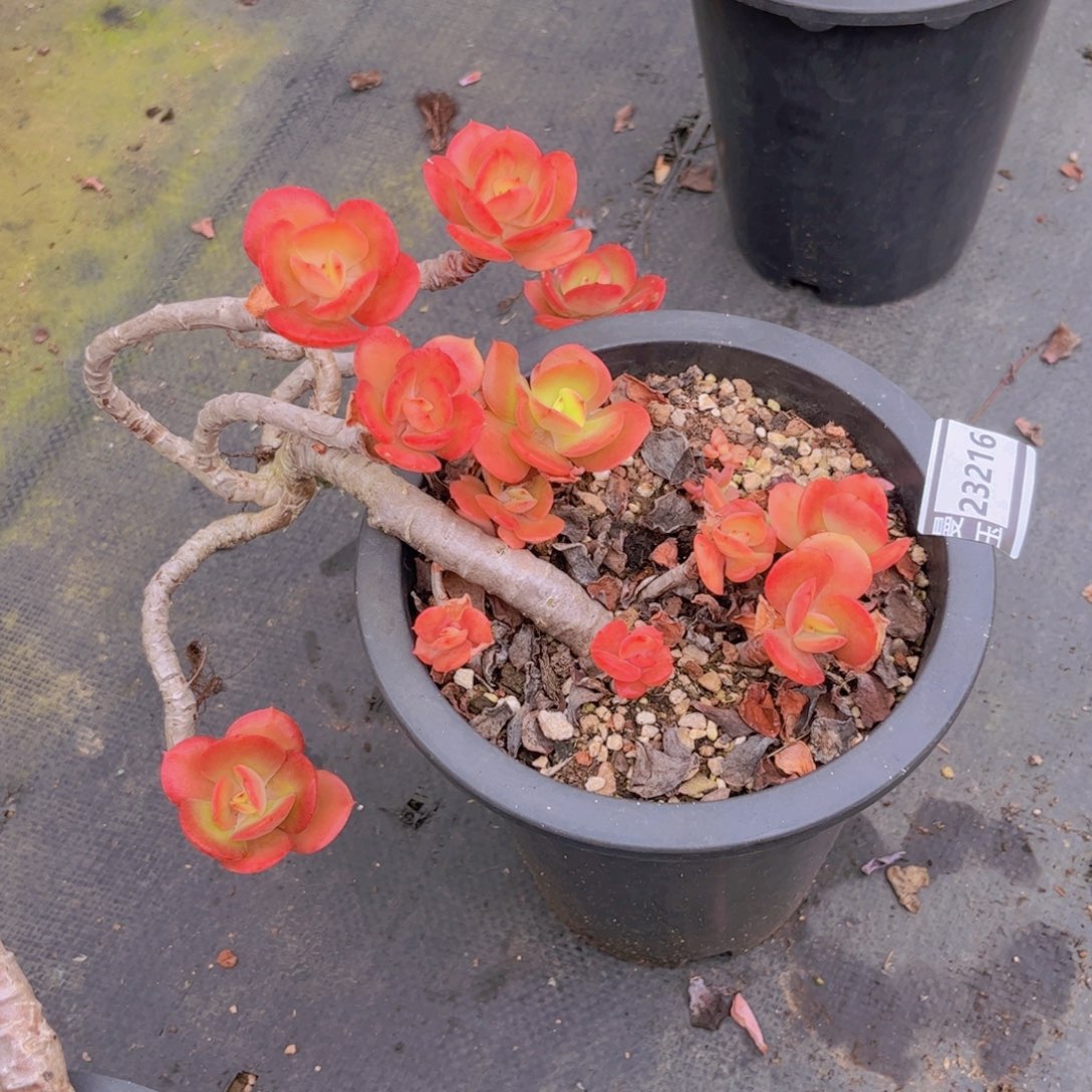 红梅多肉植物23216