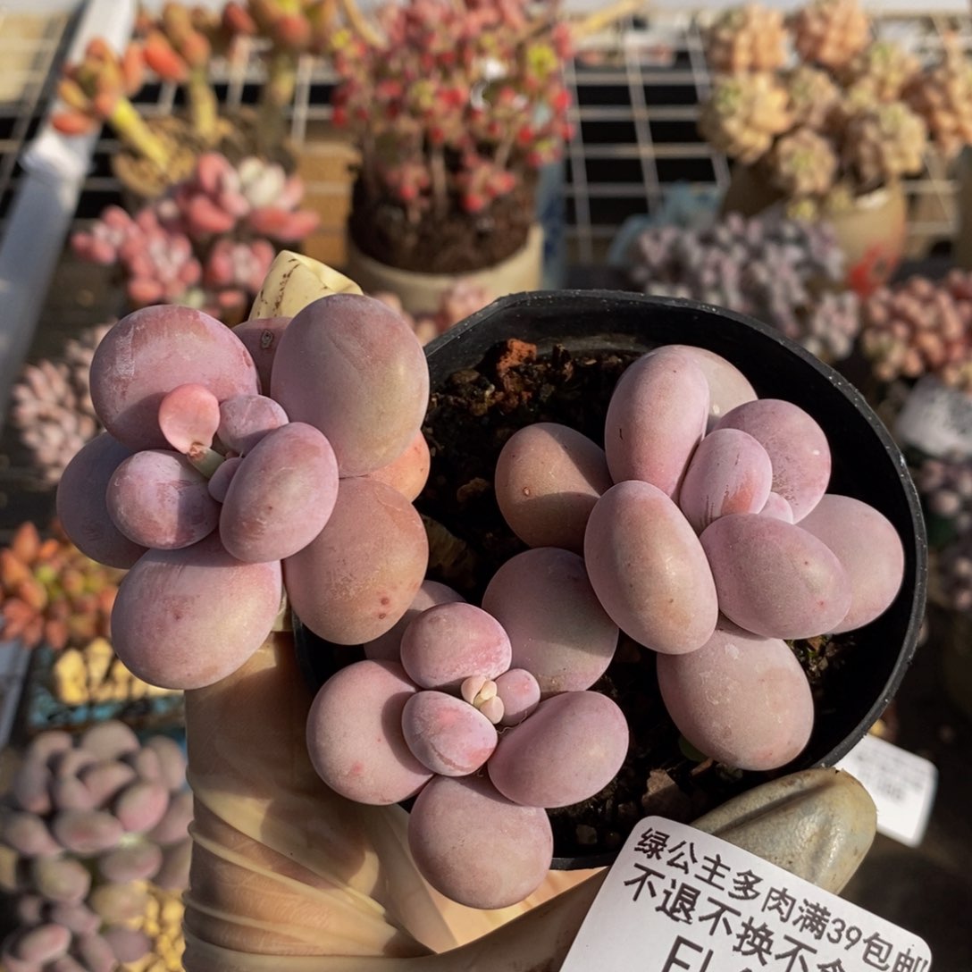 芭比奶酪478/9c m