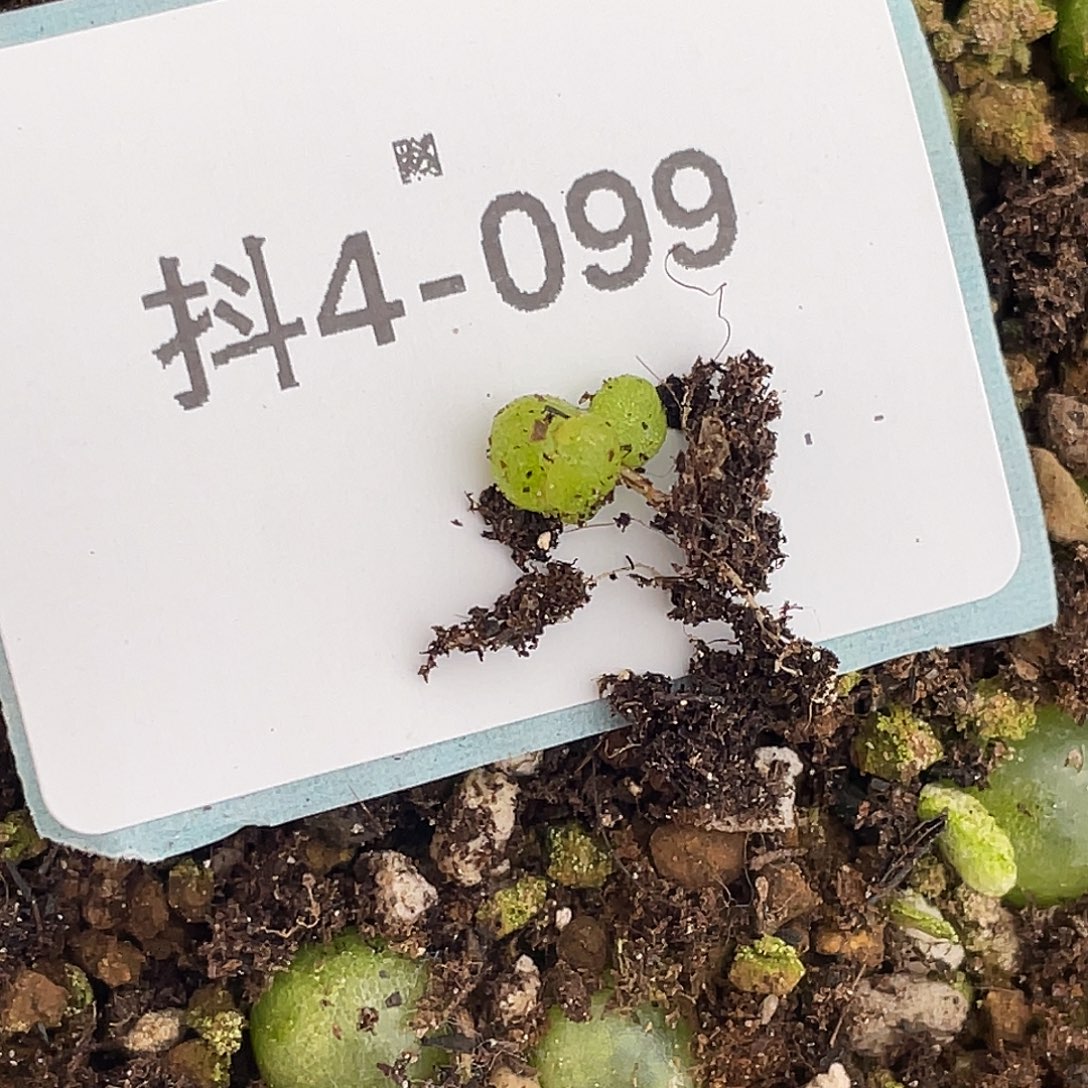 逗***逗4-99肉锥多肉植物