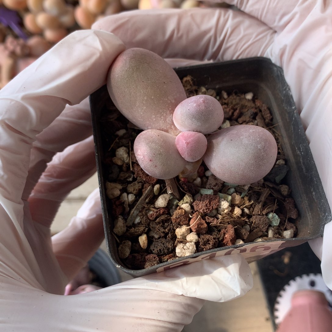 106 米可奶酪多肉紫米可