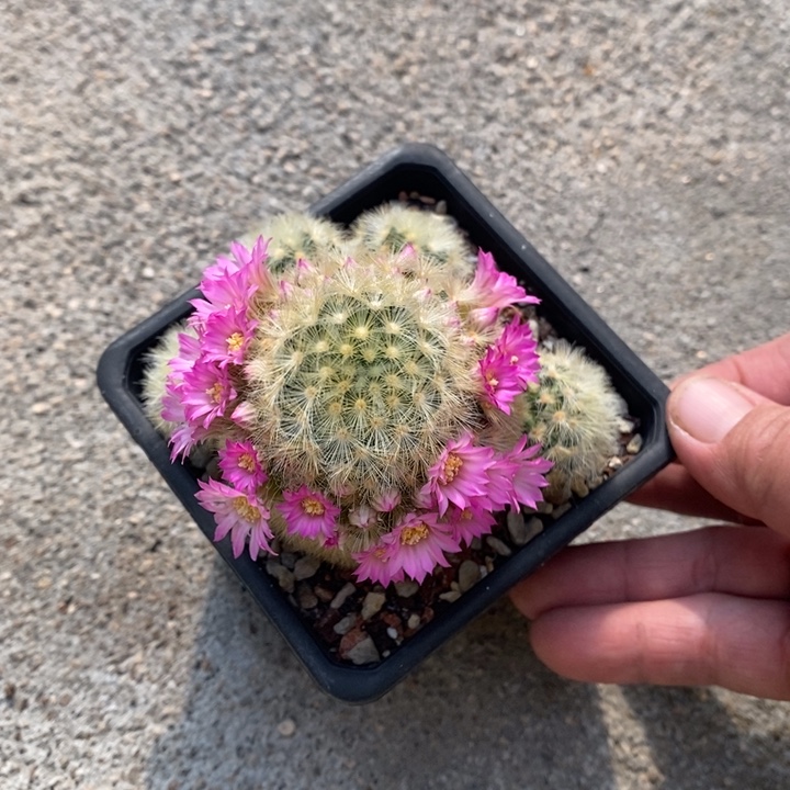 完全开放实生嘉文群