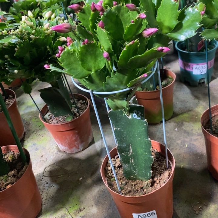 当前无花栽培后可以开花快**好966嫁接083