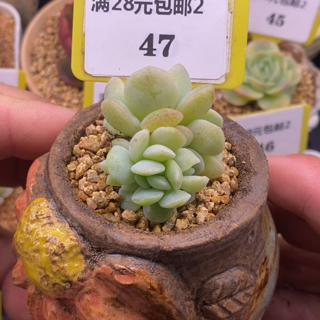 247冰玉石化5头缀多肉植物