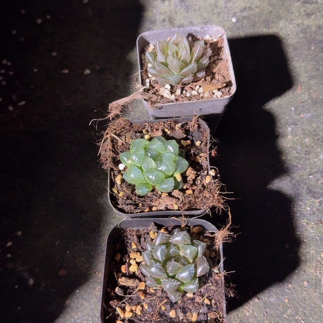 直播福利一物一拍148