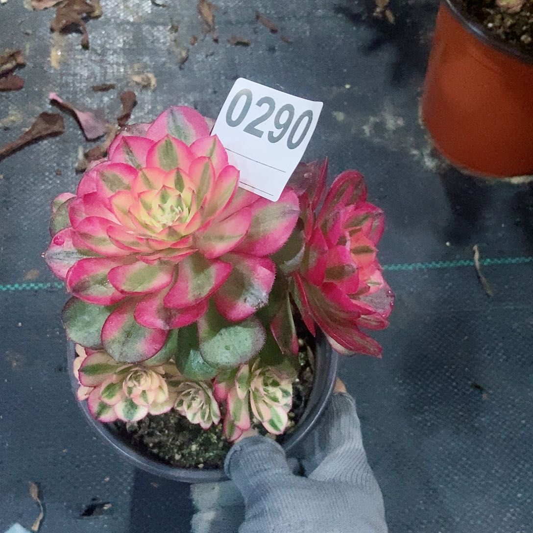 红陶0290倾城砍过头4冠服10