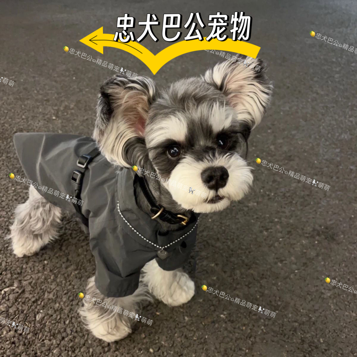 忠犬巴公精品雪纳瑞