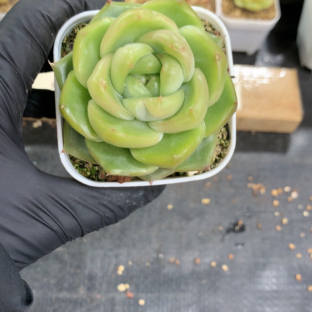 小***o懒羊羊一物一拍专拍