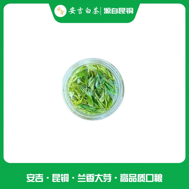 阳山绿版（大口粮）昆铜高山安吉白茶浓香耐泡不苦不涩回甘足
