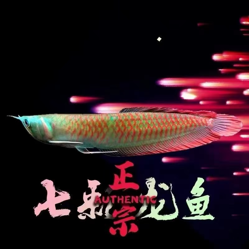 炫彩银龙鱼活体中大型热带淡水观赏鱼苗黄化白子招财鱼