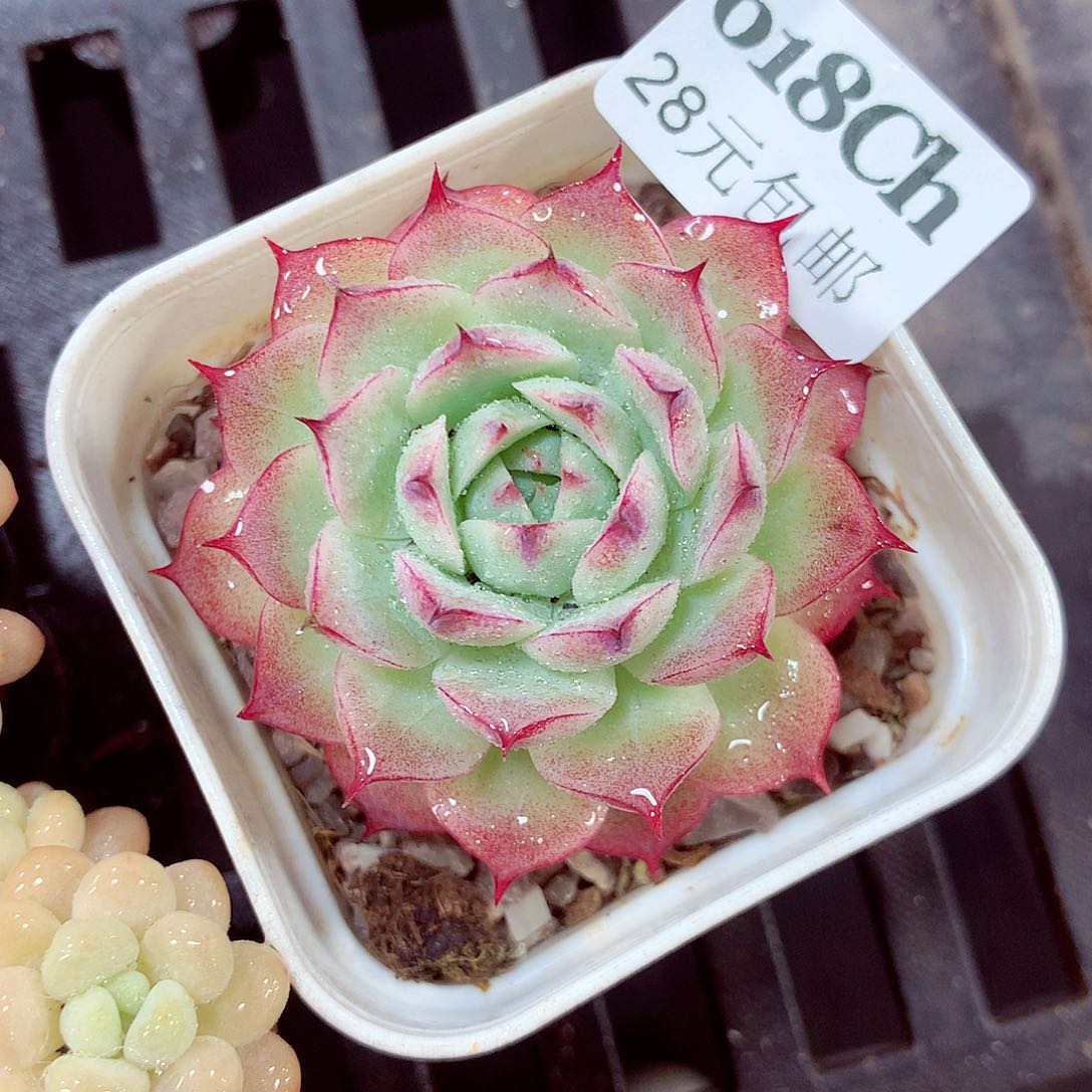 5厘米盆精控多肉618