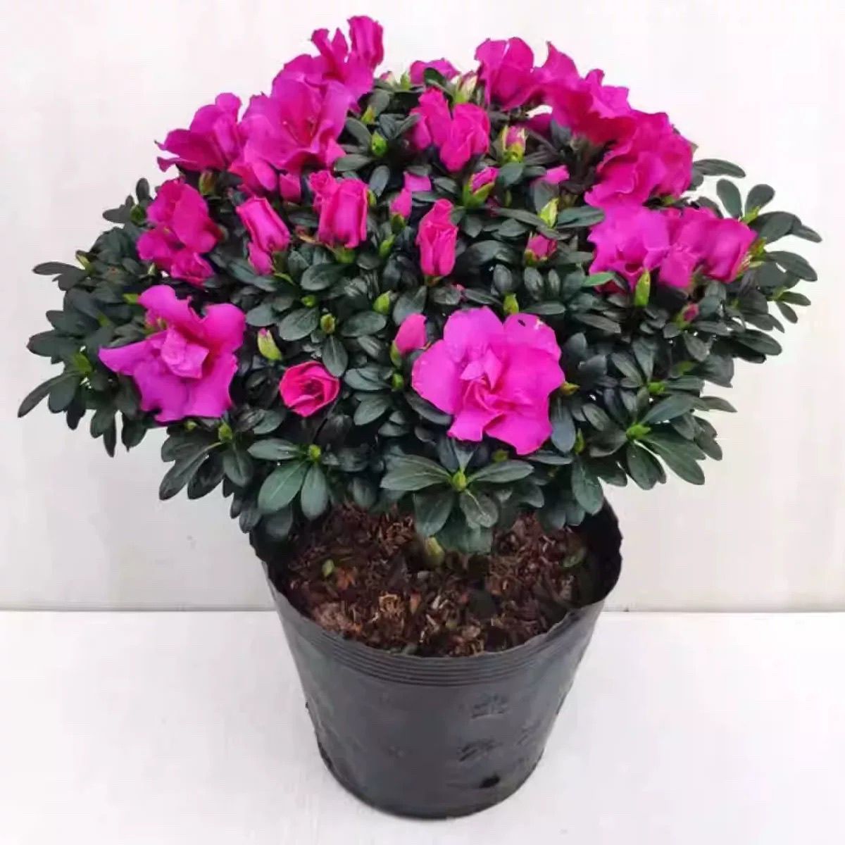 稀少高贵典雅西德一号紫色杜鹃花四季开花不断室内外阳台盆栽