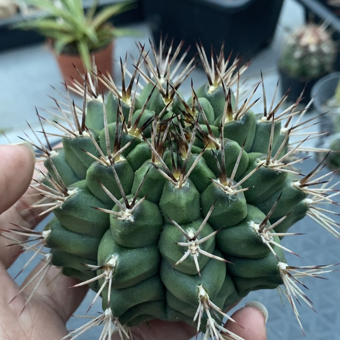植播园艺短刺波光龙