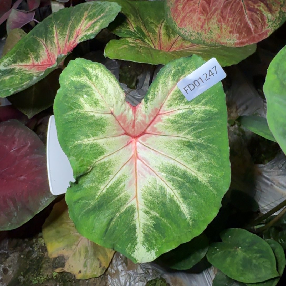 无花朵大V专拍海王寄养01247