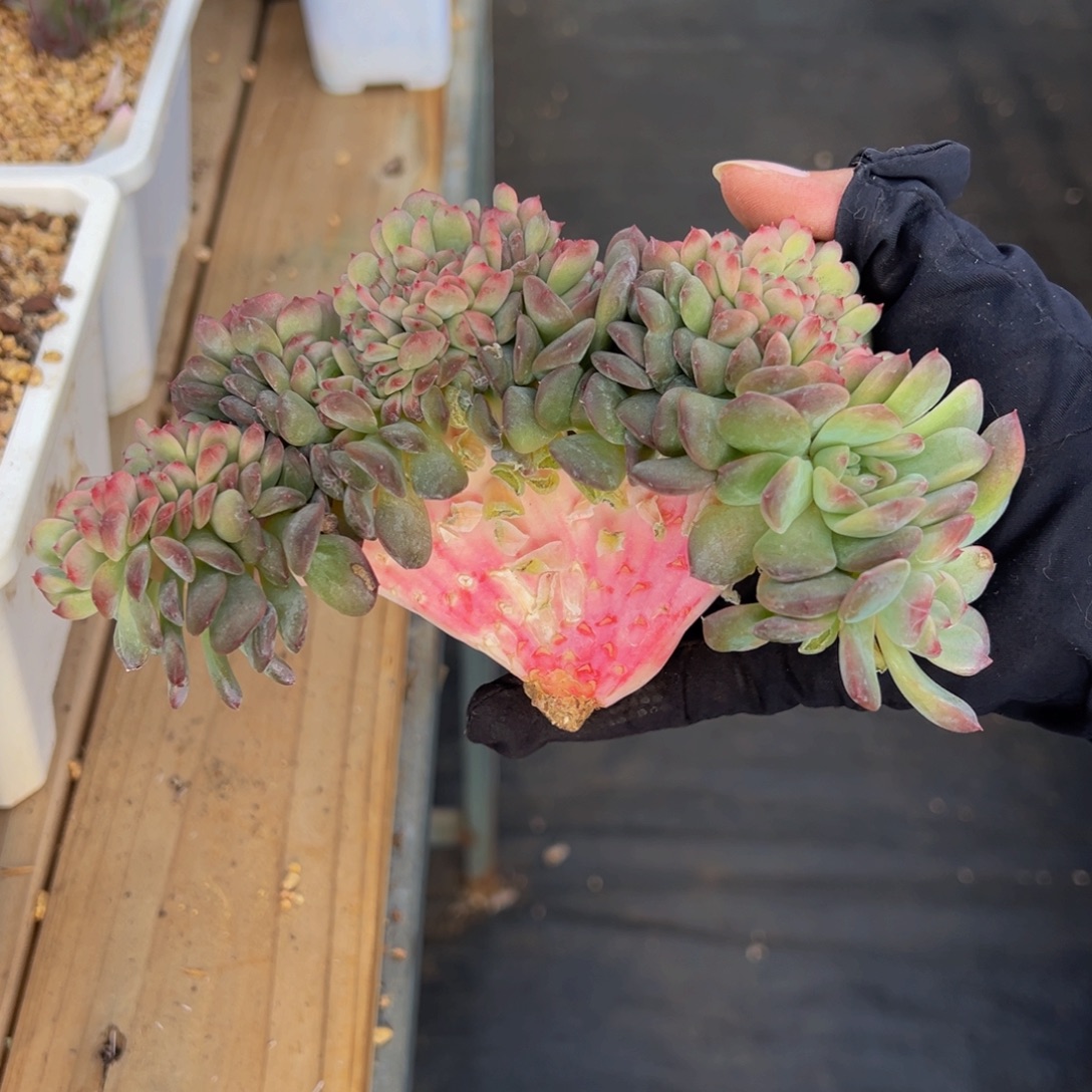 琥珀缀555 天天开心