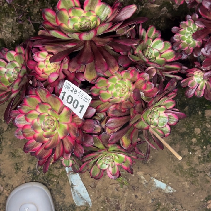 1001红金刚多肉植物